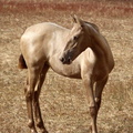 Elegant Pearl EV (foal)