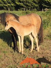Brampton Bewitched 2020 colt