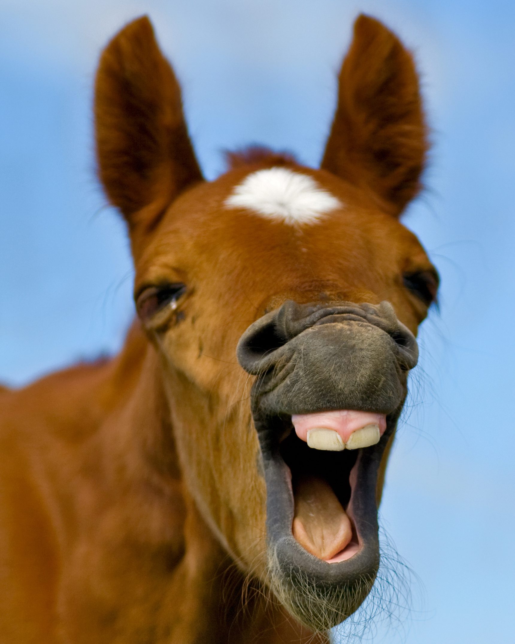 foal