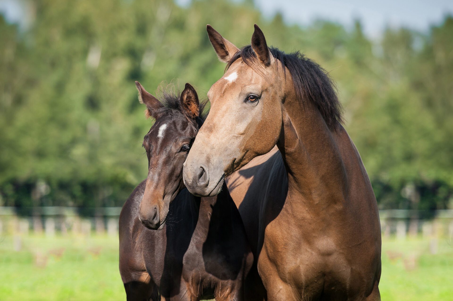 Mare and Foal