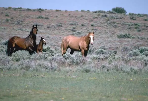 Breeding Pen