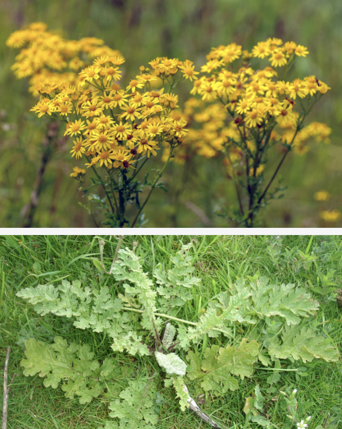 Ragwort