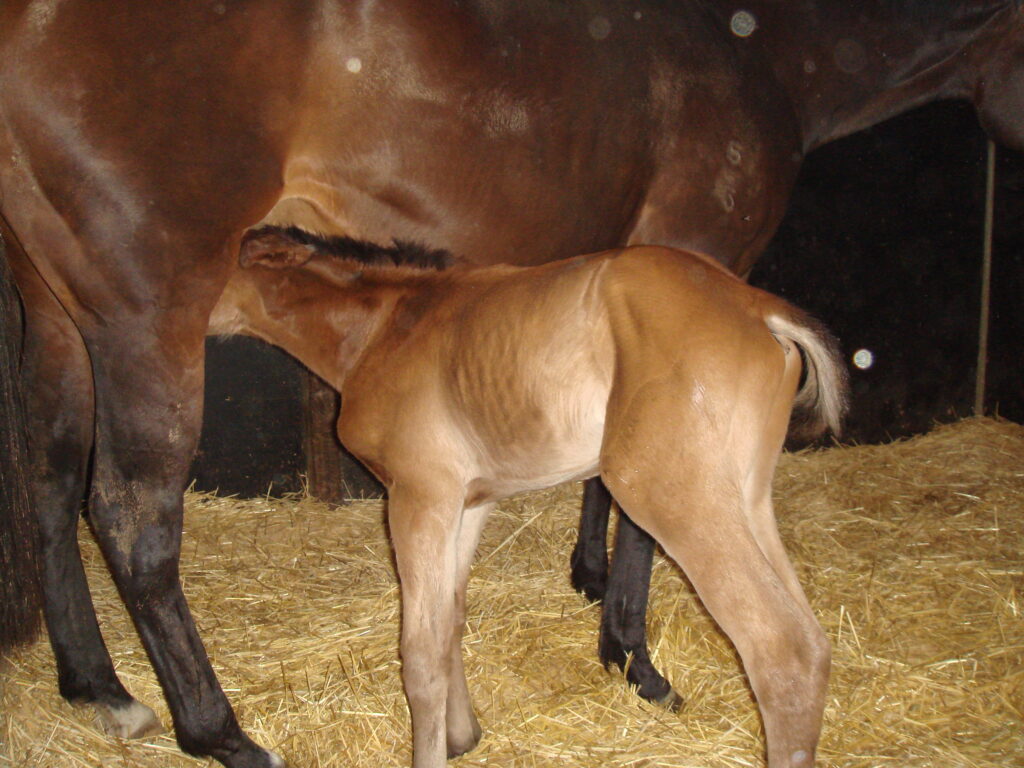 foal